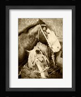 Vintage Horses Fine Art Print