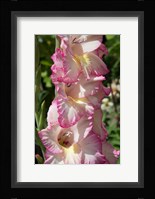 Pink Blooms Fine Art Print