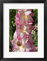 Pink Blooms Fine Art Print