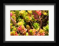 Down Under Flowers Fine Art Print