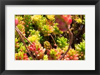 Down Under Flowers Fine Art Print