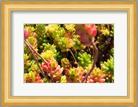 Down Under Flowers Fine Art Print