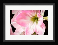 Soft Petals Fine Art Print