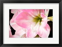 Soft Petals Fine Art Print