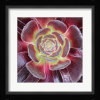 Bright Succulent Square Fine Art Print
