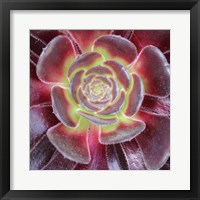 Bright Succulent Square Fine Art Print