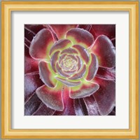 Bright Succulent Square Fine Art Print