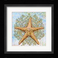 Shell Medley II Fine Art Print