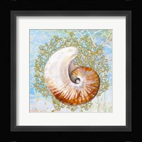 Shell Medley III Fine Art Print