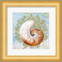 Shell Medley III Fine Art Print