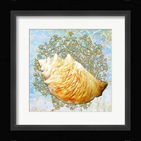 Shell Medley IV Fine Art Print