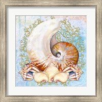 Shell Medley V Fine Art Print