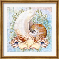 Shell Medley V Fine Art Print
