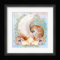 Shell Medley V Fine Art Print