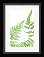 Tossed Ferns II Framed Print