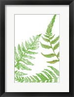 Tossed Ferns II Framed Print