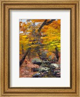 Autumn Woods Fine Art Print