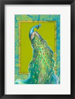 Peacock Daze I Framed Print