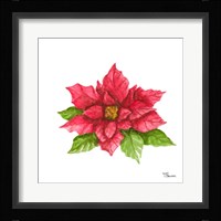 Poinsettia II Framed Print
