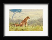 A Lion's Tail Fine Art Print