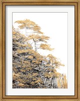 Immortal Pine Fine Art Print