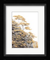 Immortal Pine Fine Art Print