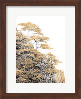 Immortal Pine Fine Art Print