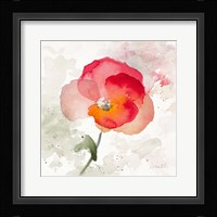 Translucent Poppy I Framed Print
