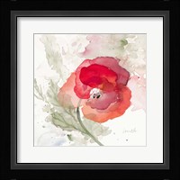 Translucent Poppy II Framed Print