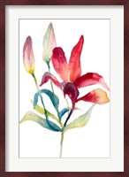 Crimson Paradise Lily Fine Art Print