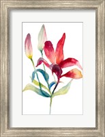 Crimson Paradise Lily Fine Art Print