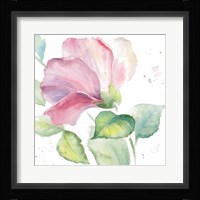 Fragrant Hibiscus I Framed Print