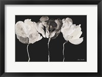 Trio in Light on Black Fine Art Print