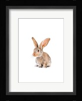 Meadow Buddy II Framed Print