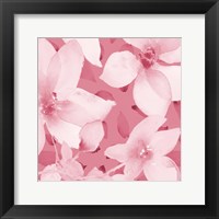 Blooming Pink Whispers I Framed Print
