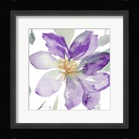 Clematis in Purple Shades II Framed Print