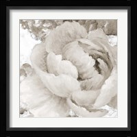 Light Grey Flowers II Framed Print