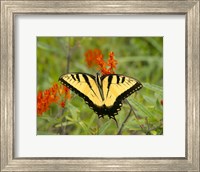 Black Yellow Butterfly I Fine Art Print