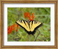 Black Yellow Butterfly I Fine Art Print