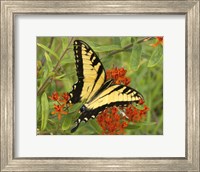 Black Yellow Butterfly II Fine Art Print