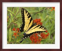 Black Yellow Butterfly II Fine Art Print