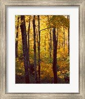 Sanctuary Woods I Fine Art Print