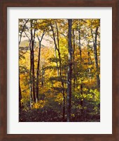 Sanctuary Woods II Fine Art Print