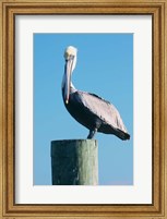 Pelican Perched II Fine Art Print
