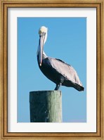 Pelican Perched II Fine Art Print