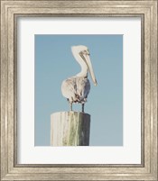 Pelican Post Muted I Fine Art Print