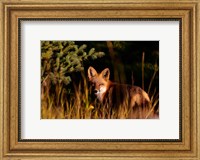 Fox Stare Fine Art Print