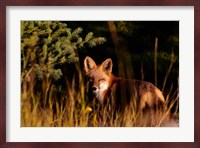 Fox Stare Fine Art Print