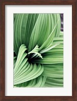 Green Leaf Blooms II Fine Art Print