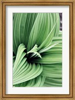 Green Leaf Blooms II Fine Art Print